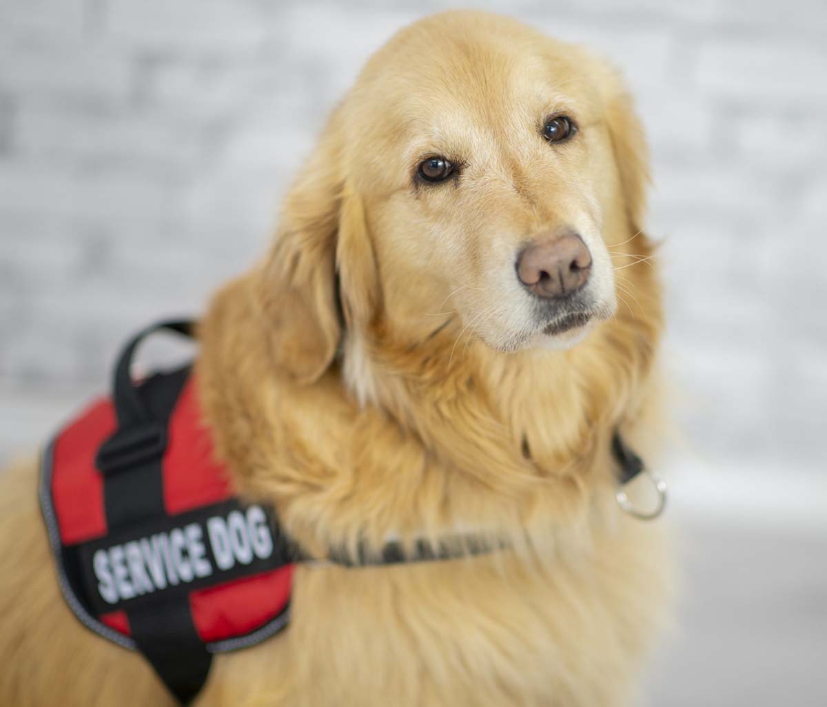 Service Dog at the Dentist Office