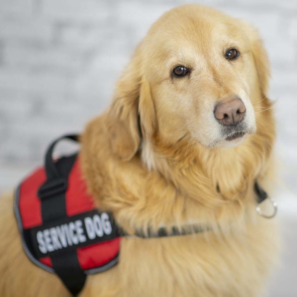Service Dog at the Dentist Office